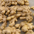 2020 fresh ginger buyer /dried ginger fresh ginger for Indonesian